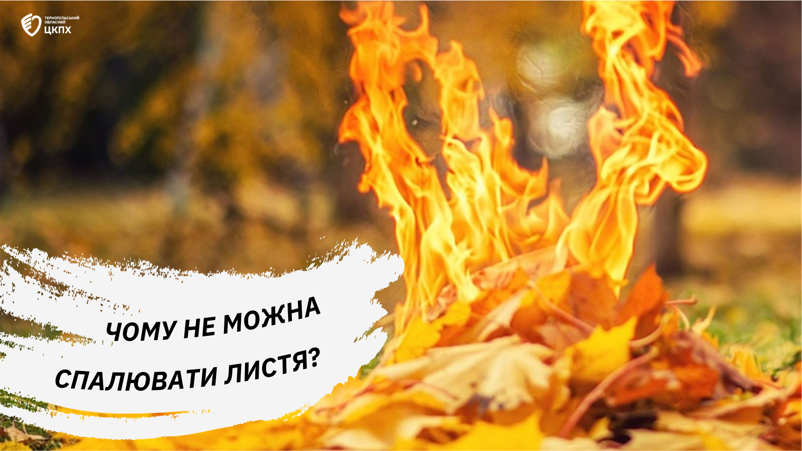 🤔 Чому не можна спалювати листя❓